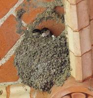 Mehlschwalben im Nest